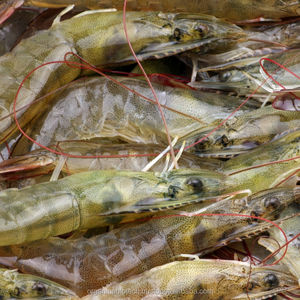 Aqua probióticos para gambas, pescado, camarones, huevos en Canadá - Product Image 5