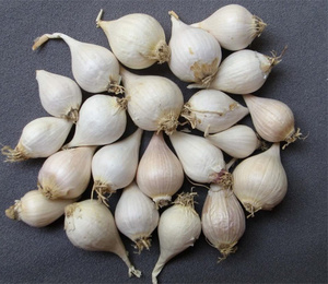 Ail noir - Ail noir fermenté à bulbe unique - Product Image 2