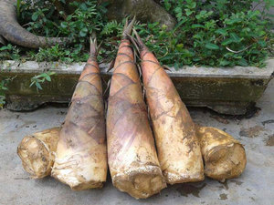 BROTE DE BAMBÚ FRESCO - Product Image 6