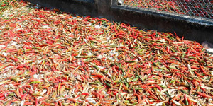 CHILE SECO - Chile Seco Vietnamita/Pimiento Seco/ - Product Image 6