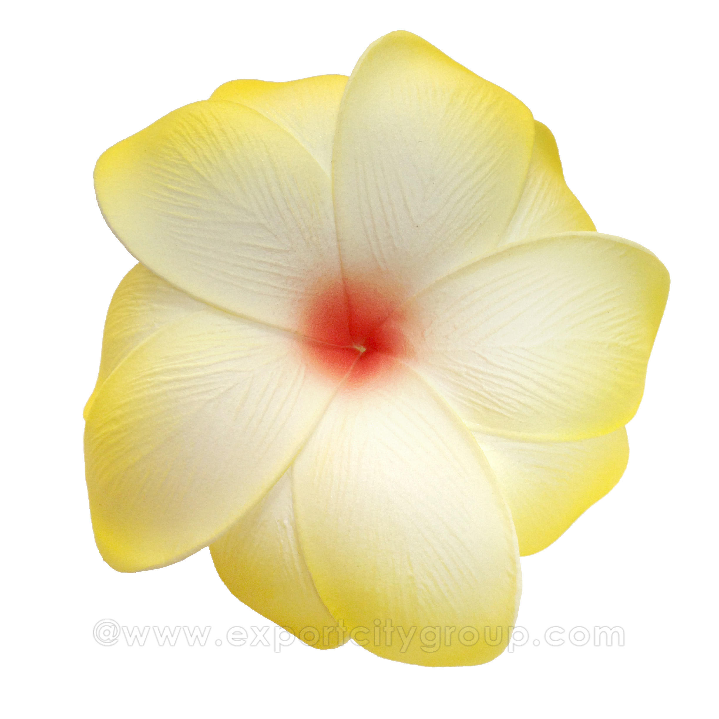 สีขาว/สีเหลือง