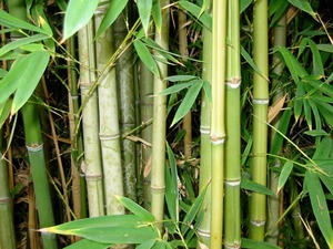 เสาไม้ไผ่จากเวียดนาม ราคาดีที่สุดจากเวียดนาม - Product Image 6
