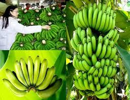 กล้วย/ราคาขายกล้วยสด/กล้วยสดคุณภาพสูงจากเวียดนาม - Product Image 2