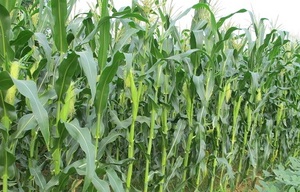 Buen Precio para Ensilaje de Maíz-Ms: Holiday - Product Image 5