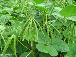 <b>GREEN</b> <b>BEAN</b> HIGH QUALITY FROM VIET NAM in 2020 - Product Image 4