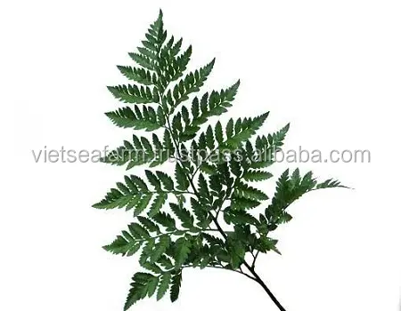 HOT !!! Fresh Fern Leaves Exporting From Vietnam Top Quality of Product Decorative Flowers Wreaths and Plants