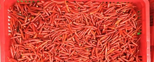 CHILE ROJO CONGELADO DE VIETNAM AL POR MAYOR VIETDELTA 50-80mm 12 MESES - Product Image 5