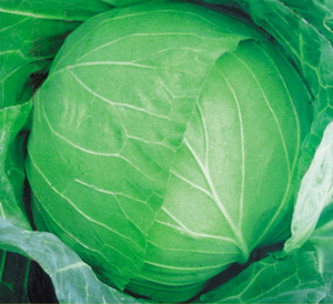 Wholesale <b>Fresh</b> <b>Cabbage</b>/ Green <b>Cabbage</b> with Large Quantity - Product Image 6