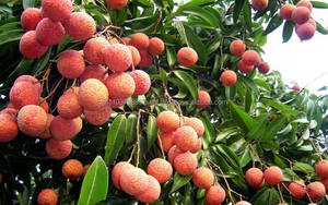 2024 High Quality Vietnam Lychee in Tin Fresh and Peeled <b>Preserved</b> with Sweet Syrup Competitive Price - Product Image 3