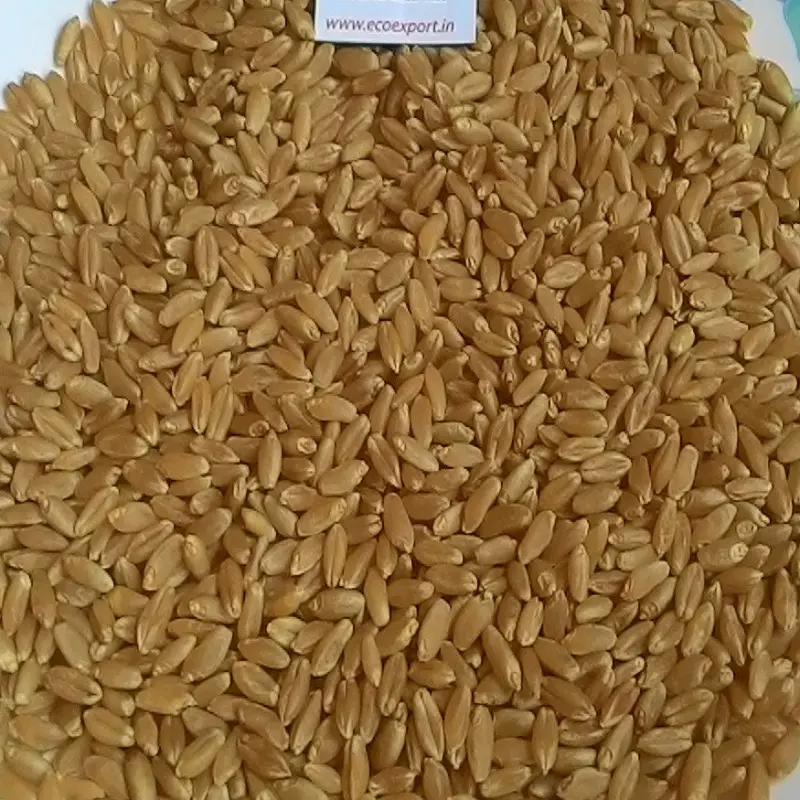 Purc — blé indien en durduro, par aguisseur d'examen