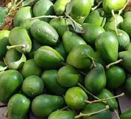 Fresh Avocado Hass & Fuerte Fruit