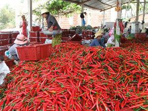 Chili fresco/rojo, el mejor precio de Vietnam en 2020 - Product Image 5
