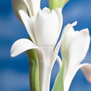 Tuberose น้ำมันหอมระเหยบริสุทธิ์ (Polianthes tuberosa) 100% น้ำมันหอมระเหยบริสุทธิ์ - Product Image 2