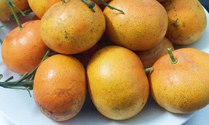 Top Vietnam 100% Calamansi fresco/naranja dulce a la venta/Ms Holiday - Product Image 6