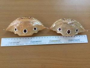 เปลือกปูทั้งตัวสำหรับงานฝีมือ - Product Image 5