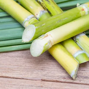 Sugarcane Frozen for Wholesale - Vietnam Supplier - Ms. Holiday