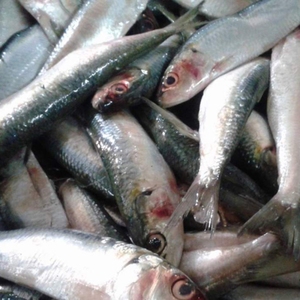 Sardinas en Aceite de Oliva 100% Puro, Pescado Entero Fresco, Sin Grasas Trans, Bajo en Sal, 1 kg - Product Image 2