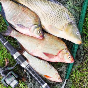 Health Booster <strong>Feed</strong> Additives for Efficient Catfish Farming - Product Image 3