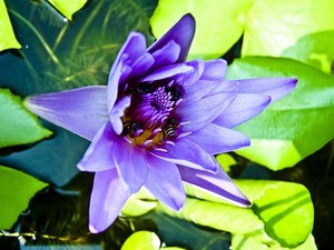ดอกบัวธรรมชาติสีน้ำเงิน100% น้ำมันหอมระเหยบริสุทธิ์น้ำมันหอมระเหยข้นหนืดปานกลาง - Product Image 3