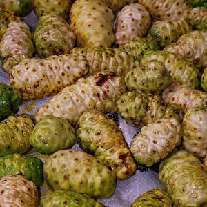 -Polvo de Morinda citrifolia seca, producto de Vietnam, Morinda, citrifolia, Morinda - Product Image 1