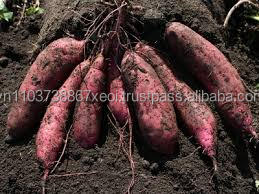 Patata dulce - Product Image 5