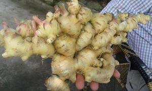 High Quality Organic <b>Fresh</b> <b>Ginger</b> From Vietnam Competitive Price for Food Usage - Product Image 3