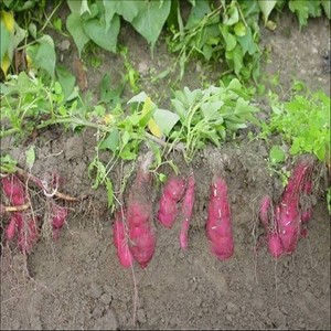 Ipomoea Batatas/ <b>Sweet</b> <b>Potato</b>/Batata - Product Image 6