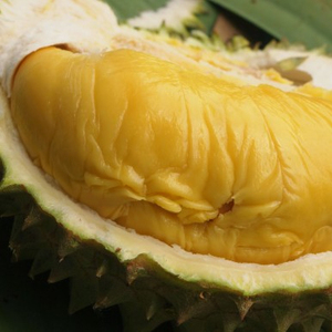 WHOLESALE 100% <b>Fresh</b> Vietnamese <b>Durian</b> in 2024 - Product Image 1