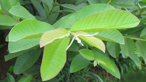 ฝรั่งแห้งสำหรับชาฝรั่งผง - Product Image 4