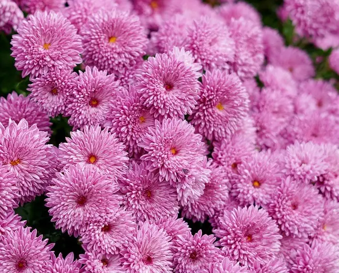 Japanisches lila Chrysanthemen pulver für gesunde Lebensmittel für Antioxidans, Anti glykation, schöne Haut, Hautpflege