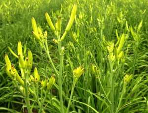 Flores Secas Naturales de <span class=keywords><strong>Hemerocallis</strong></span> Citrina (Flor de Día) para Consumo Alimentario - Product Image 5