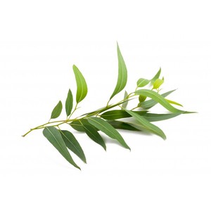 Huile d'eucalyptus pure, essentielle, biologique, certifiée GMP indienne, distillée à la vapeur - Product Image 4