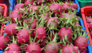 FRUITS de DRAGON frais du vietnam 2022 - Product Image 5