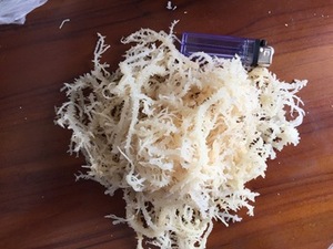 Dried Cottonii in bulk best quality - Product Image 5