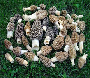 Fabricant indien de morilles de haute qualité - Product Image 3