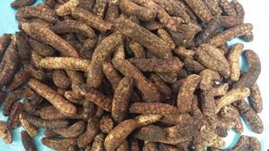 Vente en gros Vietnam Musa Acuminata/ MS Bananes de vacances séchées goût sucré Emballage en vrac processus de séchage publicitaire - Product Image 2