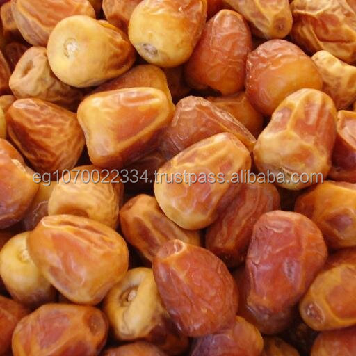 date palm offshoots egypt