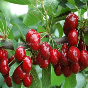 น้ำมันเมล็ดเชอร์รี่อินทรีย์ซัพพลายเออร์ทั่วโลกหรือส่งออกฉลากส่วนตัว200มิลลิลิตรน้ำมันนวดร่างกายเต็มรูปแบบที่มีโลโก้ที่กำหนดเอง - Product Image 6