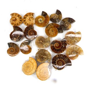Ammonite naturelle 50 grammes mélange forme Cabochon lot de gros pierres précieuses en vrac pour la fabrication de bijoux - Product Image 2