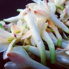 100% Pure Tuberose Essential Oil Aceite absoluto floral natural para perfume Aromaterapia y cuidado de la piel Proveedor al por mayor - Product Image 4