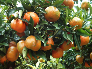 Top Vietnam 100% Calamansi fresco/naranja dulce a la venta/Ms Holiday - Product Image 4