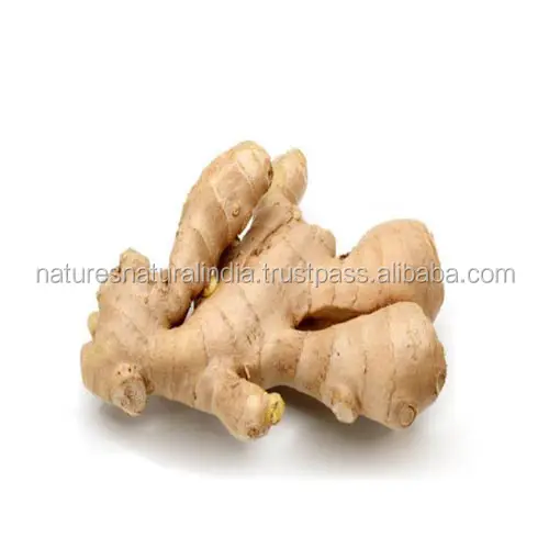 100% Pure Organic Ginger Oil | Natural Ginger Essential oil for SPA Massage