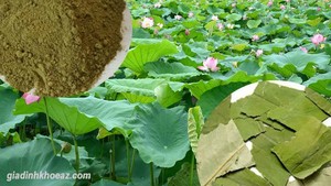 ดอกบัวแห้งคุณภาพสูง - Product Image 6