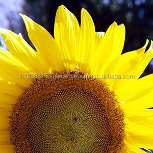 Aceite de Cocina de Girasol Refinado de Alta Calidad 100% - Product Image 2