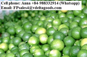Lime du Vietnam-Lime verte fraîche de haute qualité sans pépins - Product Image 4