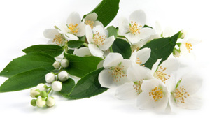 Huile essentielle de jasmin 100% pure certifiée biologique à haute concentration avec de nouvelles notes de bois - Product Image 3