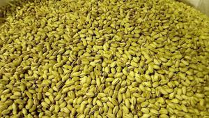 Pistachos Crudos Deshidratados al por Mayor, Fabricante con Empaques de 1kg/20kg/50kg - Product Image 4