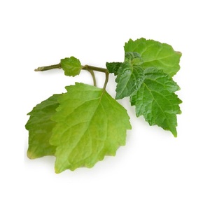Meilleure Huile Essentielle Pure de Patchouli (Pogostemon Cablin) Certifiée GMP, Distillée à la Vapeur, Feuilles d'Indonésie, Hydratante, Nettoyante pour les Pores - Product Image 1