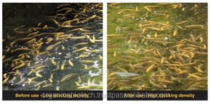 El agua los probióticos peces para alimentar saludable y activo de la trucha - Product Image 4