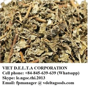 Té Ampelopsis cantoniensis - Product Image 2